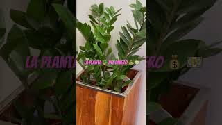 Cómo es la planta del dinero #plants #plantas #shorts #moneyplant #plantasdentrodecasa