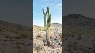 Hiking #1 Skyline Regional Park ⛰️🤍 #arizona #usa #hiking #naturevideo #youtubeshort #shorts