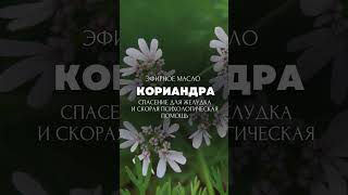 Спасение для желудка и скорая психологическая помощь: как применять эфирное масло Кориандра 👉🏻