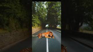 jngal ki kahani billi ki jubani. #reels #video #nature #fact #rg #tiger #cat