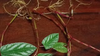 Fastest way to propagate Cissus discolor #shorts