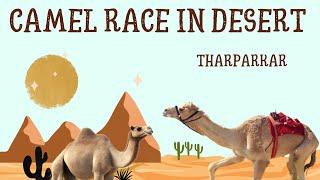 Desert camels are running in the desert ,#camellife #camelfarming #viralvideo #camlink #camleviral