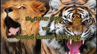 Lion King Roar Vs Royal Bengal Tiger Roar @planet2animals