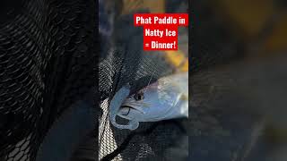 This speckled trout was fooled by the Phat Paddle in Natty Ice color. Coming soon to WMBayou.com