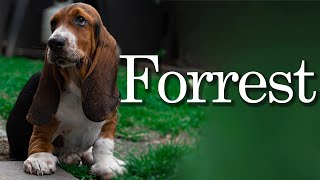 Welcome Home Forrest - Cinematic Dog Story