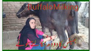 لڑکی بھینس کا دودھ کیسے نکالتی ہے ll Buffalo Milking ll VillageGirlsLife