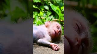 #monkey #babymonkey #monkeycry #newbabymonkey #newbornbaby #fbreel #facebook #short #shortvideos #Mo