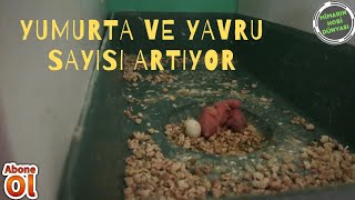 Yumurta ve Yavru Sayısı Giderek Artıyor | Kuşların Çiftleştiğini Nasıl Anlıyorum