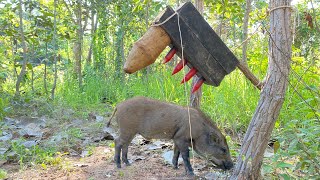 Creative Unique Wild Pig Trap UsingBig Palm tree - Best Wild Pig Trap #WildboarTrapping #shortvideo