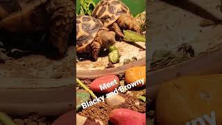 Meet Blacky and Brownie | 4 months old Tortoises