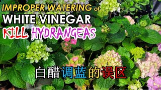 Improper Watering of Diluted White Vinegar Can Kill Your Hydrangeas | Turn Hydrangea Blue (白醋调酸的误区)