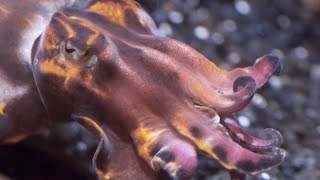 Cephalopods at the Aquarium of the Pacific