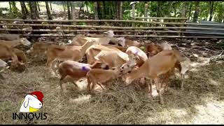 Acompañamiento técnico en el norte del Tolima (mariquita)