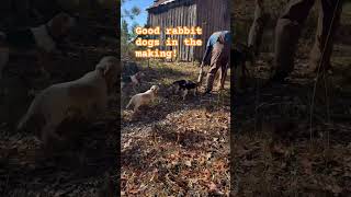 #ytshorts #hunting #dog #rabbit #rabbitdogs #rabbits #doghunting #fyf#yt #shorts