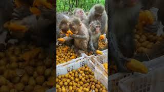 monkeys eating fruits happily..satisfaction 🐒🐵❤ #shorts #animals