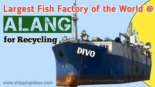 World's Largest Fish Factory ar Alang | #shippinginbox | #shiprecycling | #alang