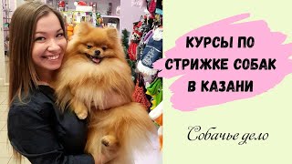 Курсы по стрижке собак "Груминг с нуля" в г. Казань