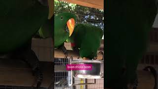 BOOM CHICKA BOOM #funnyvideos #parrot