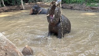 Beautiful Moment In The Water With Mother And Baby Elephant!