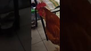 Canto de gallo