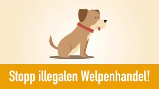 Illegaler Welpenhandel kostet Leben und bedeutet Tierleid!