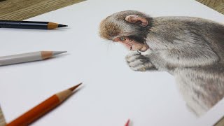 Draw a MONKEY in COLOR PENCIL! Polychromos Pencils!