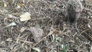 🇬🇧 Odesa Hedgehog family 🇺🇦 Одеська родина їжачків