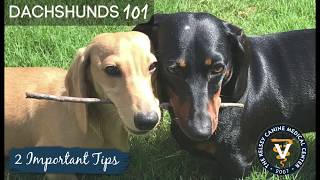 Two Tips For Dachshunds