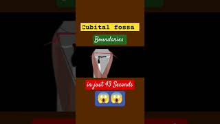 cubital fossa boundaries #shortsvideo #shortsviralvideo #mbbs #medicalstudent