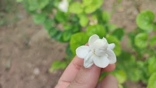 Soothing view of my Garden | میرے باغ کا پر  سکون منظر | Soothing Music | Village Garden