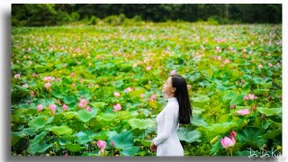 Mùa Sen Xứ Quảng | Lotus Flower