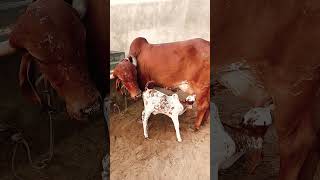 Result of Kanhaiya gir Bull  // top gir breeding farm in haryana Naloi