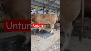 Penampakan sapi untung dari dekat #sapi #sapilimosinjumbo #sapisimentaljumbo #sapimonster