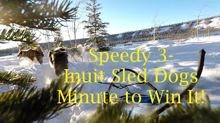 Speedy 3- Inuit Sled Dogs in Alaska #shorts