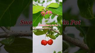 Sweet Cherry Fruiting Journey at roof garden #short #cheeryplant #gardeningshorts