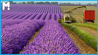 🌸💜 Awesome Lavender Farming Harvesting and Processing - Lavender Agriculture Cultivation Technology