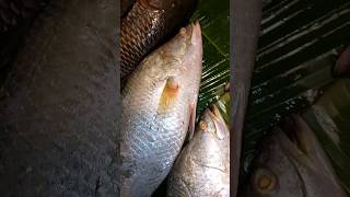 fish for weight loss #recipe #viral 10million view 👑 YouTube subscriber income monetization #foodie