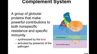 Lymph & Immune 3