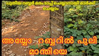 MARKING OF RUBBER FOR TAPPING Using Template ടാപ്പിംഗ് ആരംഭിക്കേണ്ടത് എപ്പോൾ