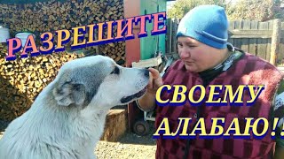 Что можно позволять алабаю.😉