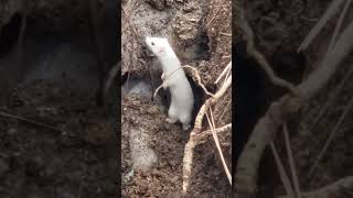 Rare Sighting of Albino / Winter Weasel PNW Nature Woodland Creature Woods Inland Washington State