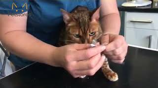 Cleaning Your Cats Teeth. The Easy Way!