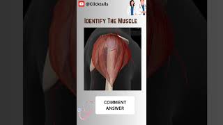 Identify the Muscle of upper limb quiz #upperlimbanatomy #anatomy #humananatomy