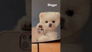 Cute dog! #dog #pets #animals #style #cute #challenge #funny #color #edit #animation #fyp #shorts