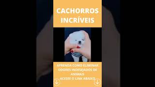 CACHORROS INCRÍVEIS #shorts