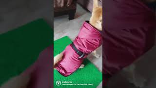 Dog Hoodie Warm Jacket Small Medium Large Dogs Cats