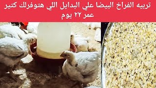 اليوم ٢٢ أرخص وافر بدايل هتربي عليها الفراخ البيضا وهتدي نتيجه مضمونه وعن تجربه اوزان خياليه