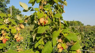 Супер малина.Летний сорт малины Каскад Делайт. Отличный сорт для дачи и огорода. Высокоурожайный.