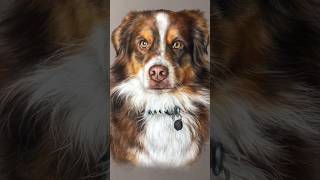 One of the latest English Shepherd 🥰 #pets #viral #shepherd #youtubeshorts #shorts