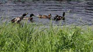 nice day for a swim